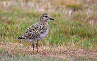 Ljungpipare (Pluvialis apricaria) European Golden Plover