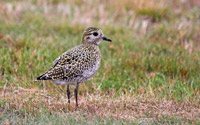 Ljungpipare (Pluvialis apricaria) European Golden Plover