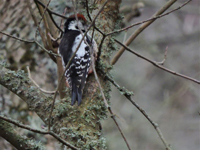 Mellanspett (Dendrocopos medius) Middle Spotted Woodpecker
