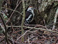 Mellanspett (Dendrocopos medius) Middle Spotted Woodpecker