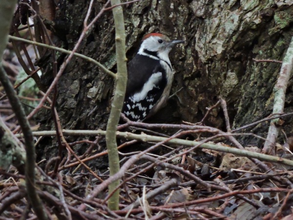 Mellanspett (Dendrocopos medius) Middle Spotted Woodpecker