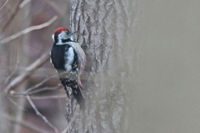 Mellanspett (Dendrocopos medius) Middle Spotted Woodpecker