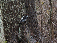 Mellanspett (Dendrocopos medius) Middle Spotted Woodpecker