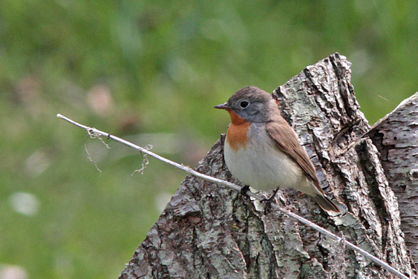 Mindre flugsnappare (Ficedula parva) Red-breasted Flycatcher