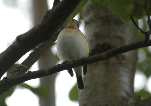 Mindre flugsnappare (Ficedula parva) Red-breasted Flycatcher