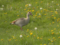 Nilgs (Alopochen aegyptiaca) Egyptian Goose