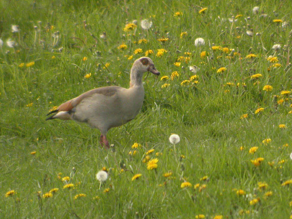 Nilgås (Alopochen aegyptiaca) Egyptian Goose