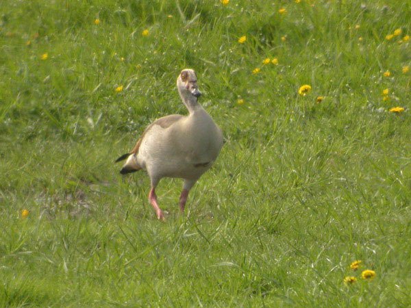 Nilgås (Alopochen aegyptiaca) Egyptian Goose