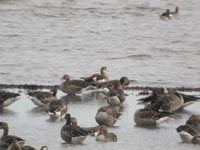 Nilgs (Alopochen aegyptiaca) Egyptian Goose