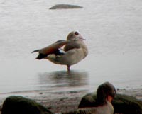 Nilgs (Alopochen aegyptiaca) Egyptian Goose