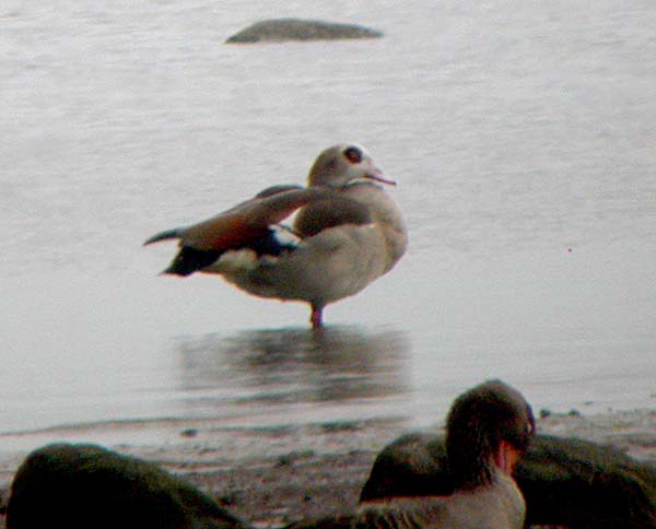 Nilgås (Alopochen aegyptiaca) Egyptian Goose