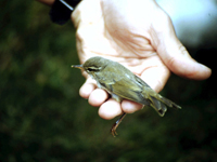 Nordsngare (Phylloscopus borealis) Arctic Warbler  