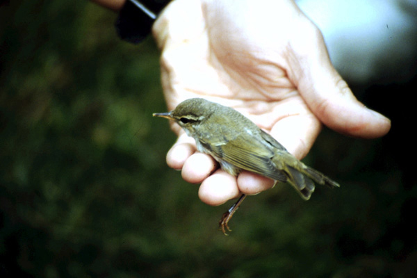 Nordsångare (Phylloscopus borealis) Arctic Warbler  