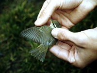 Nordsngare (Phylloscopus borealis) Arctic Warbler  