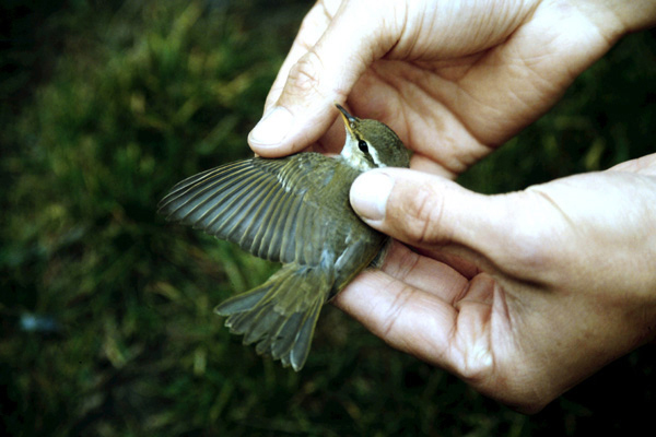 Nordsångare (Phylloscopus borealis) Arctic Warbler  