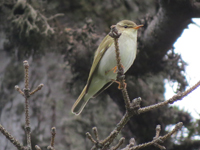 Nordsngare (Phylloscopus borealis) Arctic Warbler   