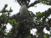 Nordsngare (Phylloscopus borealis) Arctic Warbler  