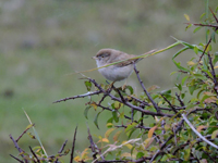 kensngare (Sylvia nana) Asian Desert Warbler 