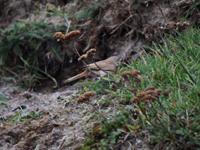 kensngare (Sylvia nana) Asian Desert Warbler 