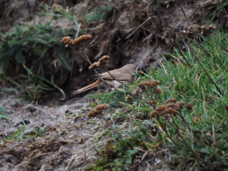 Ökensångare (Sylvia nana) Asian Desert Warbler 