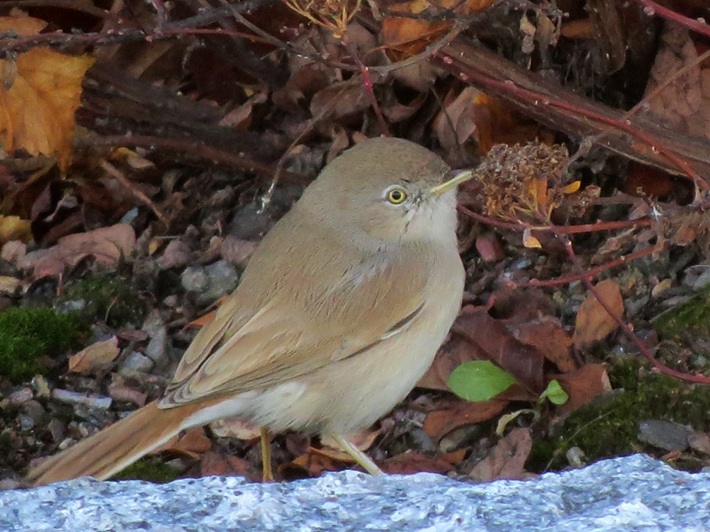 Ökensångare (Sylvia nana) Asian Desert Warbler 