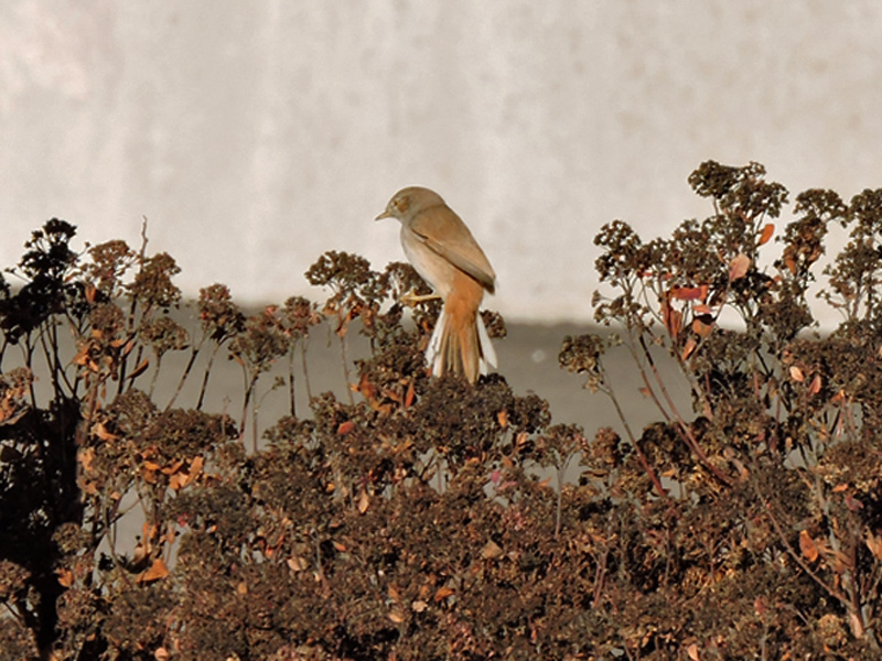 Ökensångare (Sylvia nana) Asian Desert Warbler 