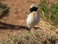 kenstenskvtta (Oenanthe deserti) Desert Wheatear