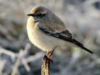 kenstenskvtta (Oenanthe deserti) Desert Wheatear