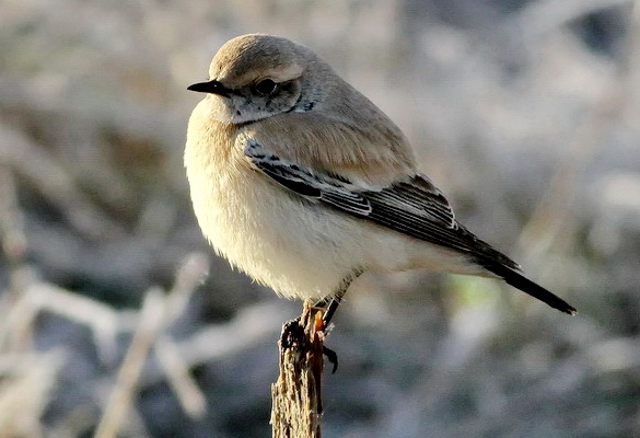 Ökenstenskvätta (Oenanthe deserti) Desert Wheatear