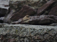 kenstenskvtta (Oenanthe deserti) Desert Wheatear