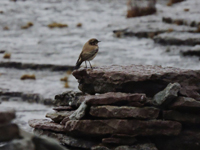 kenstenskvtta (Oenanthe deserti) Desert Wheatear