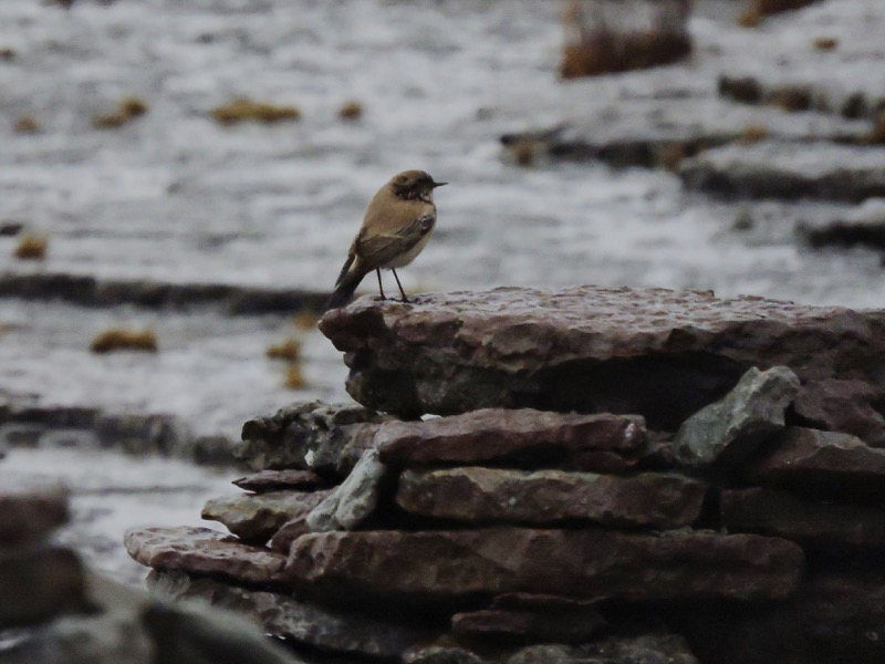 Ökenstenskvätta (Oenanthe deserti) Desert Wheatear  