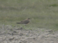 Orientvadarsvala (Glareola maldivarum) Oriental Pratincole