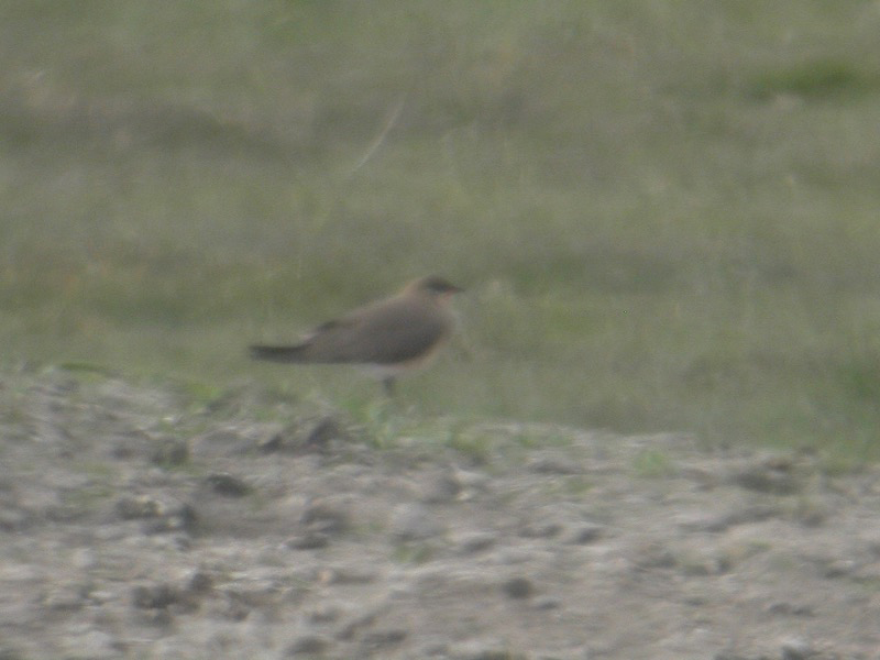 Orientvadarsvala (Glareola maldivarum) Oriental Pratincole