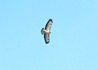 Ormvrk (Buteo buteo) Common Buzzard  