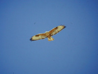 Ormvrk (Buteo buteo) Common Buzzard  