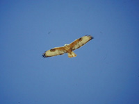 Ormvrk (Buteo buteo) Common Buzzard  