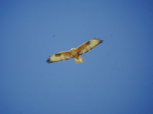 Ormvråk (Buteo buteo) Common Buzzard  