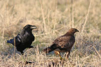 Ormvrk (Buteo buteo) Common Buzzard  