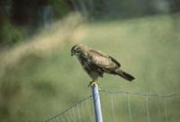 Ormvrk (Buteo buteo) Common Buzzard  