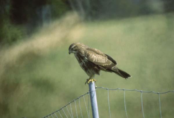 Ormvråk (Buteo buteo) Common Buzzard  