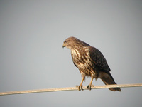 Ormvrk (Buteo buteo) Common Buzzard  