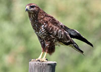 Ormvrk (Buteo buteo) Common Buzzard  