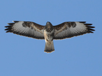 Ormvrk (Buteo buteo) Common Buzzard  