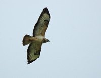 Ormvrk (Buteo buteo) Common Buzzard  