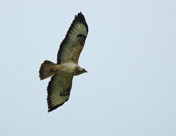 Ormvråk (Buteo buteo) Common Buzzard  