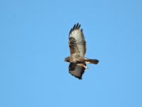 Ormvrk (Buteo buteo) Common Buzzard  