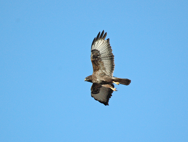 Ormvråk (Buteo buteo) Common Buzzard  