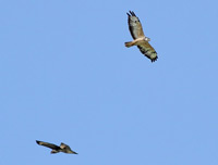 Ormvrk (Buteo buteo) Common Buzzard  