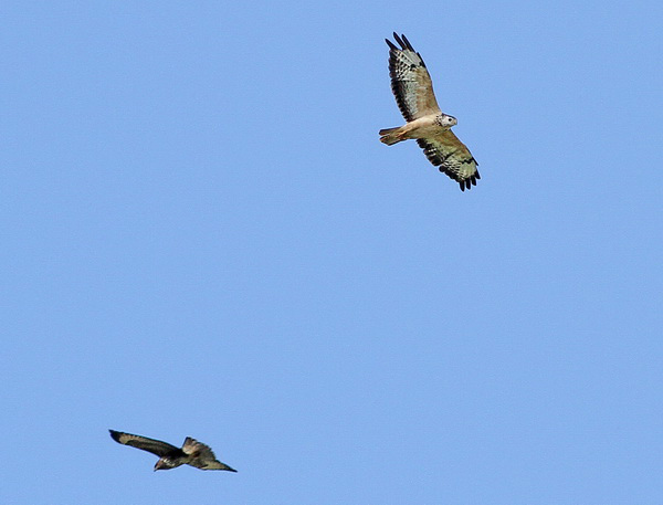 Ormvråk (Buteo buteo) Common Buzzard  